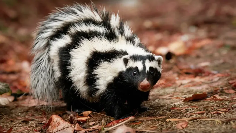 California's Urban-Wildlife Interface