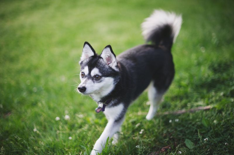 Klee Kai