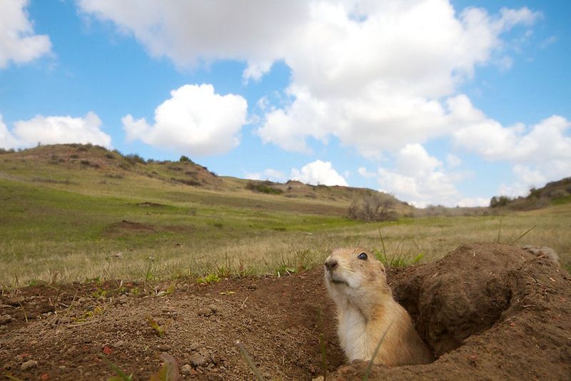 Theodore Roosevelt's Prairie Dog Towns