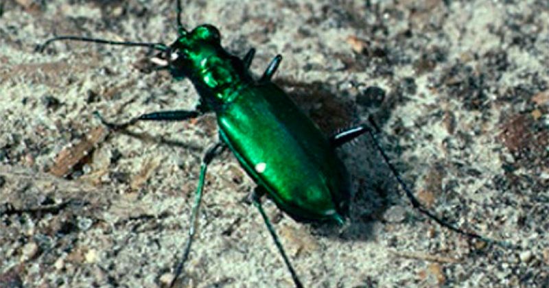Green Tiger Beetle's Speed Assault