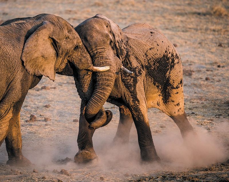 Elephants Rumble With Happiness
