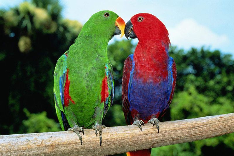 Eclectus Parrot - The Gender-Bending Showstopper