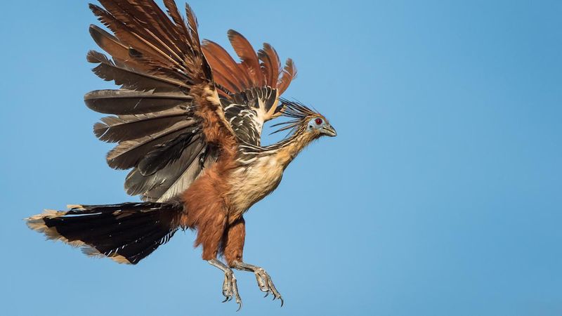 Hoatzin