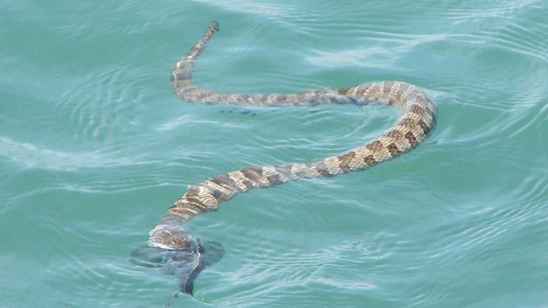 Lake Erie Water Snake