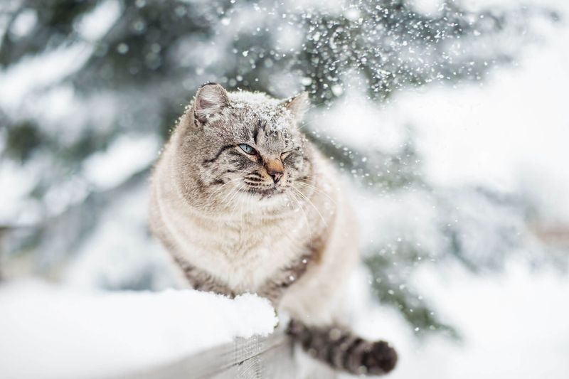 Adaptability To Temperature Changes