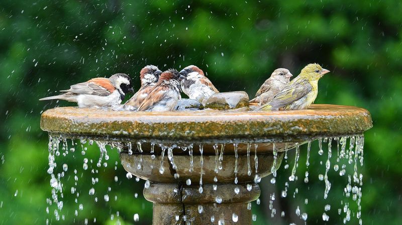 Maintain Water Sources Year-Round