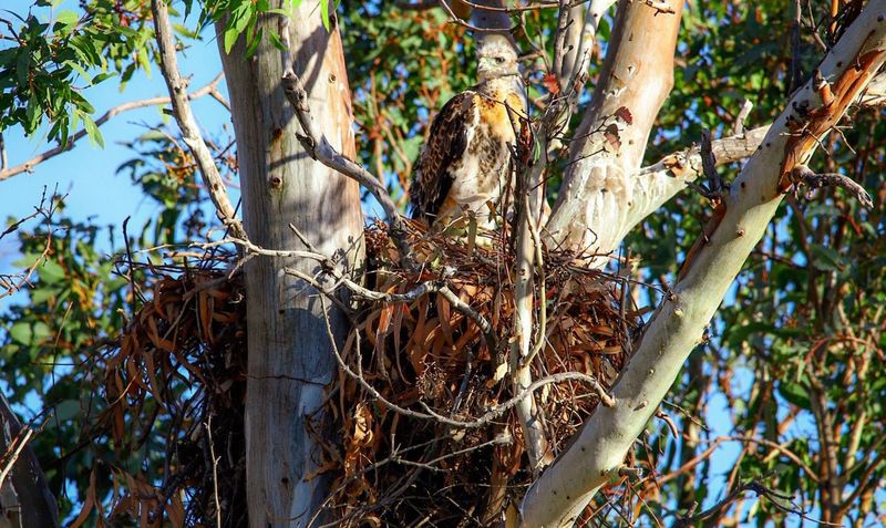 Postpone Tree Trimming