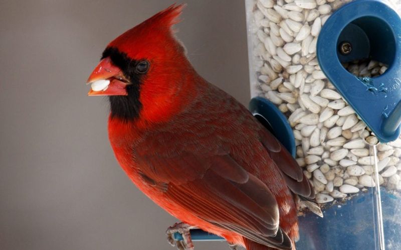 Add Safflower Seeds To The Menu