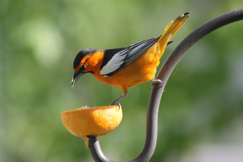 Offer Fresh Fruit And Hydrating Foods