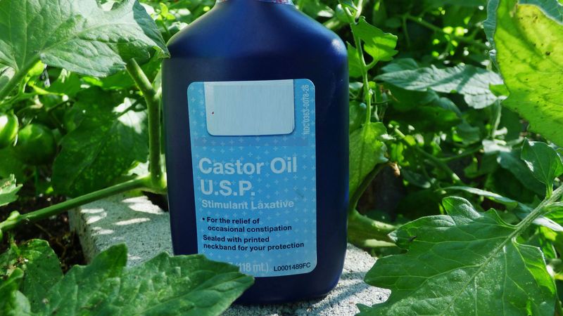 Castor Oil's Powerful Punch