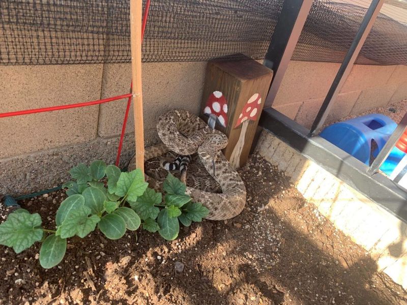 Remove Food Sources That Attract Snakes