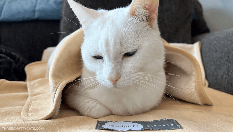 Offer Warmth During Cold Weather
