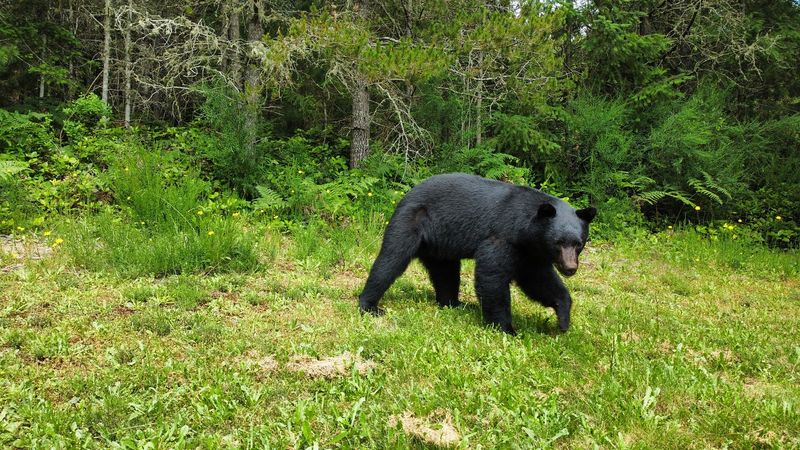 Remove Food Attractants