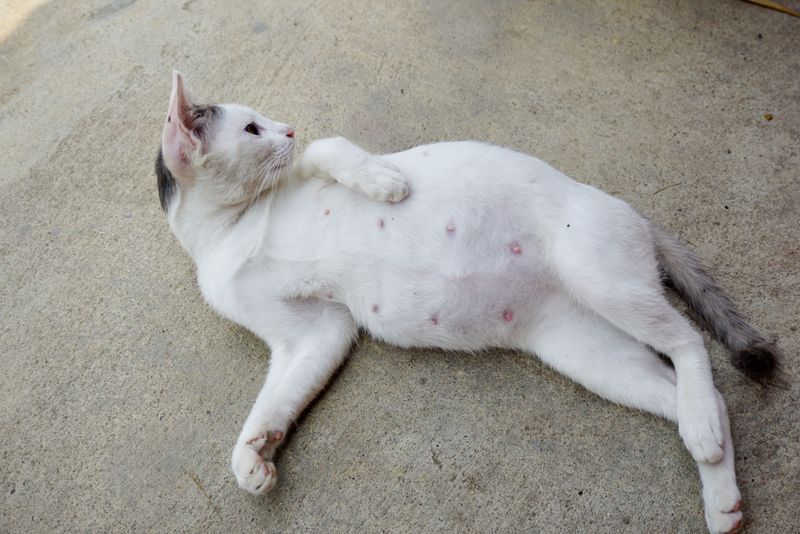 Separate Multiple Cats If Needed