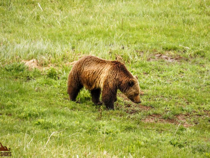 Never Run From A Bear; It Could Trigger A Chase