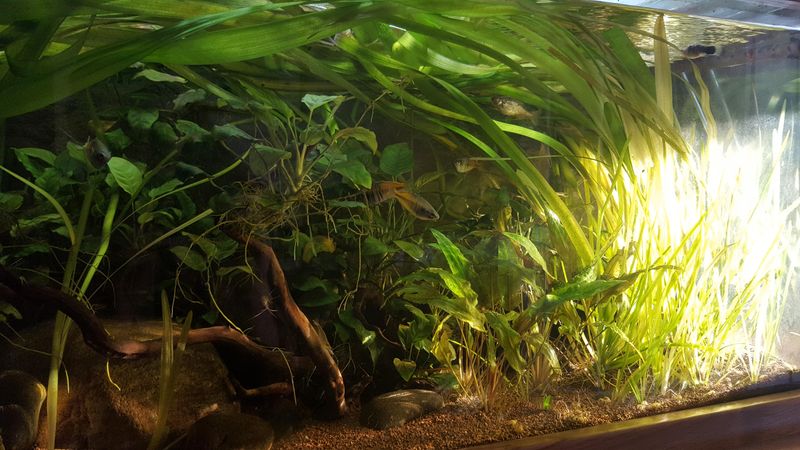 Placing Tanks In Direct Sunlight