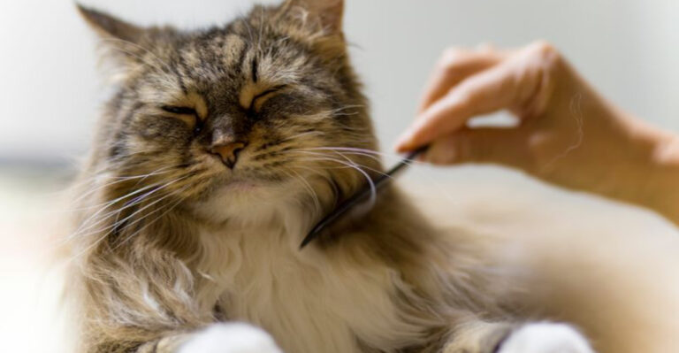 Keeping Senior Cats Spry, Without Overwhelming Them