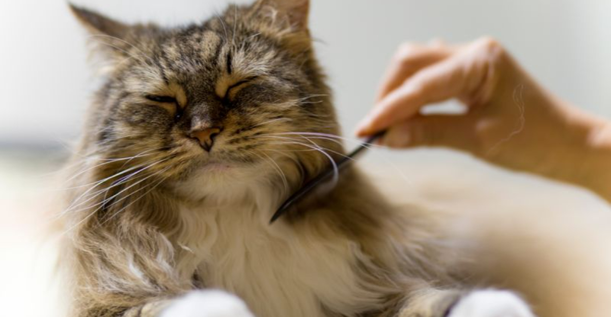 Keeping Senior Cats Spry, Without Overwhelming Them
