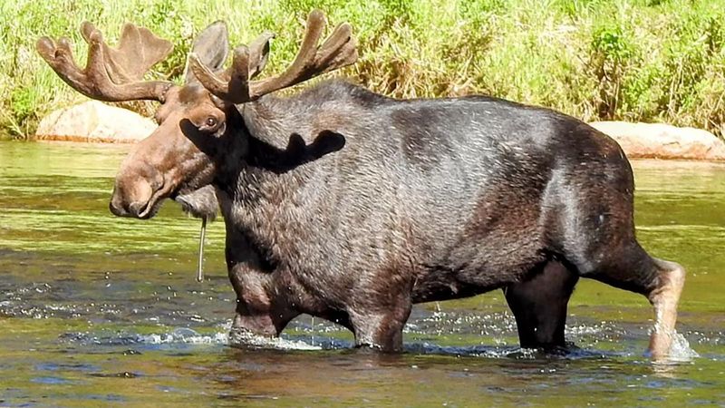Wyoming Basin Behemoth