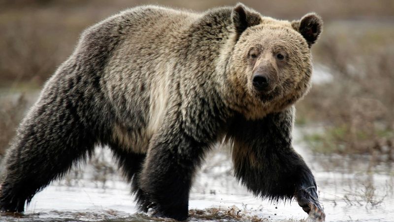 Yellowstone Patriarch