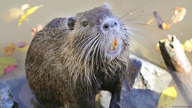Louisiana – Nutria