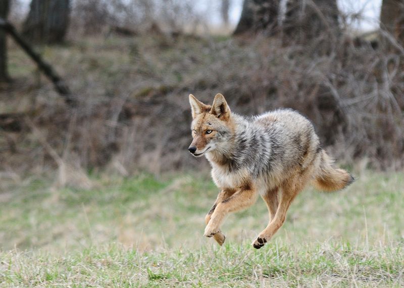 Kentucky - Gray Fox