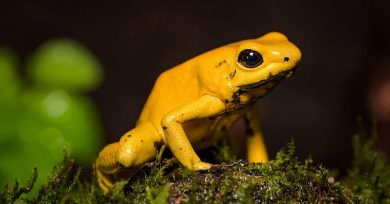 Colombia – Rainforest Risks And Coastal Killers