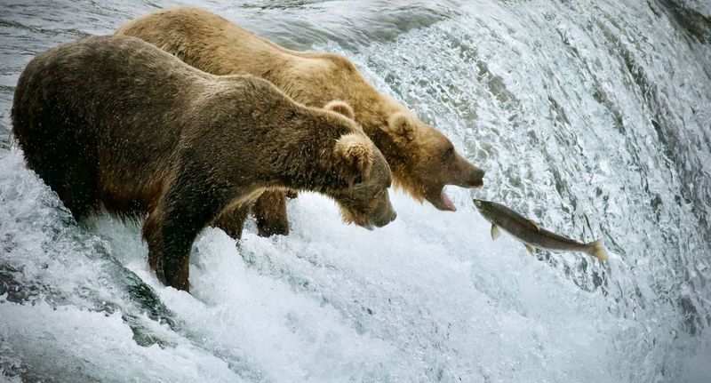 Canada's Northern Wildlife Frontier