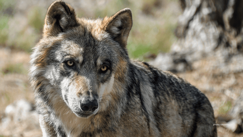 Mexican Gray Wolf – The Lobo's Last Stand