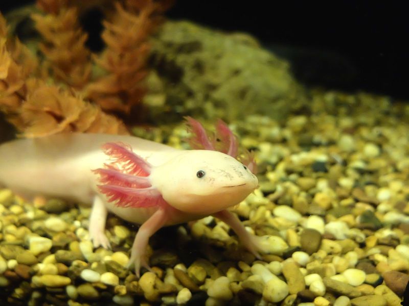 The Genetic Secrets Of Axolotl Regeneration