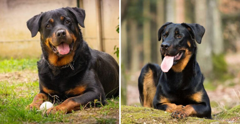 Key Differences Between Beauceron And Rottweiler You Need To Know
