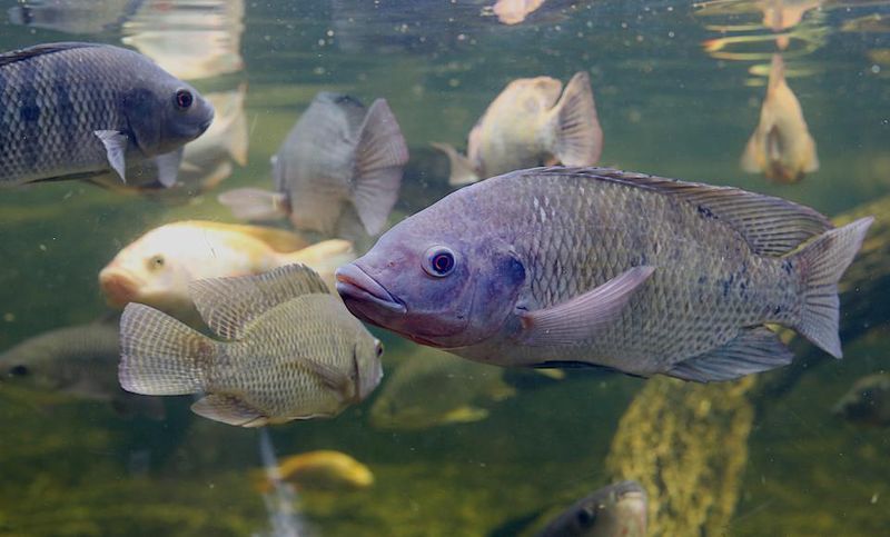 Why The Mary River Cod Is Essential To The Ecosystem