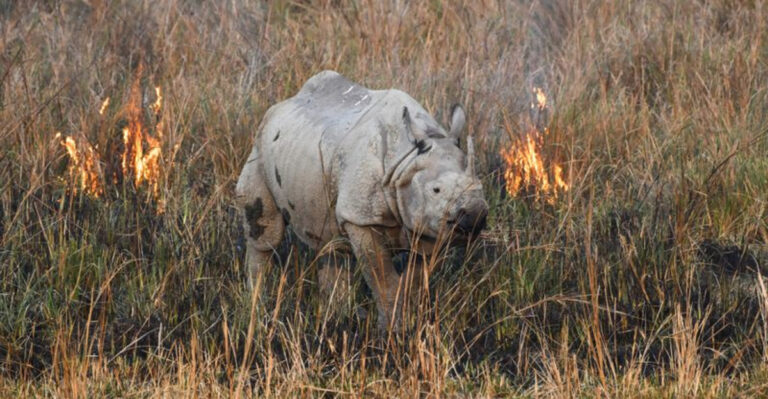 Key Habitat Protections For Endangered Species Could Be Lost Under New Rule