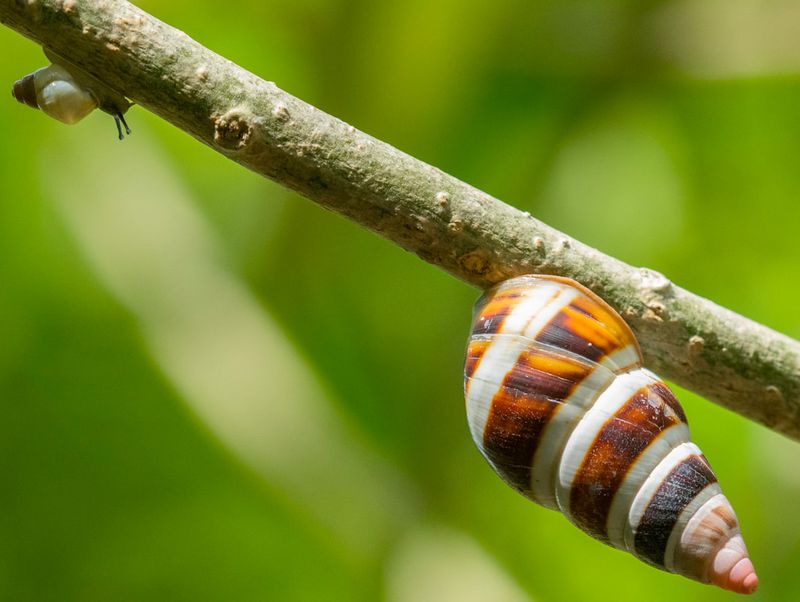 Stock Island Tree Snail: The Living Jewel