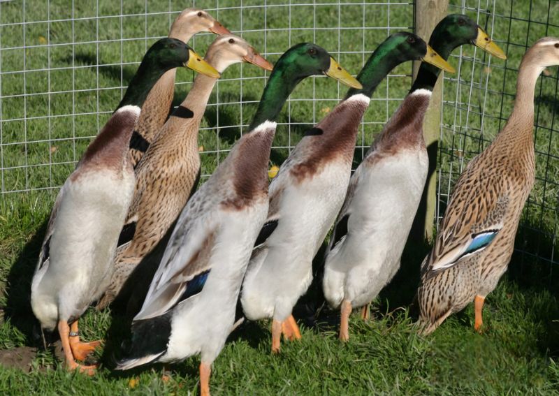 Indian Runner: The Quirky Upright Waddler