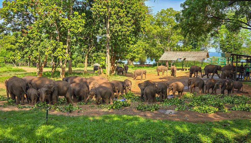 Udawalawe National Park, Sri Lanka