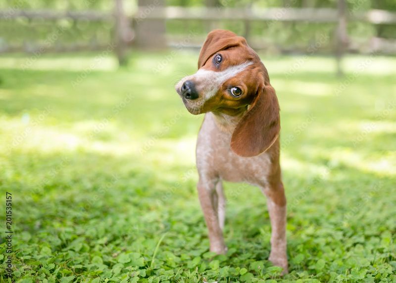 Head Tilting When You Speak