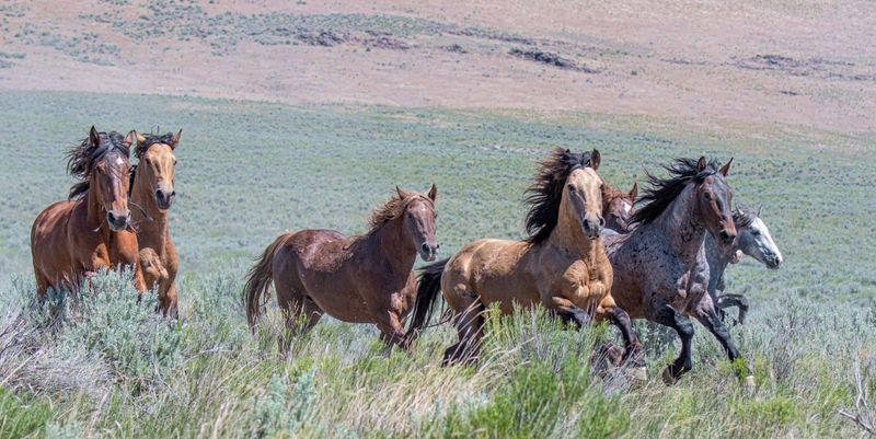 Soda Springs Mustang