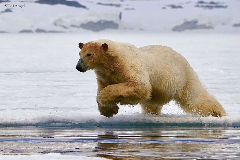 Polar Bear – Arctic Ambush Specialist