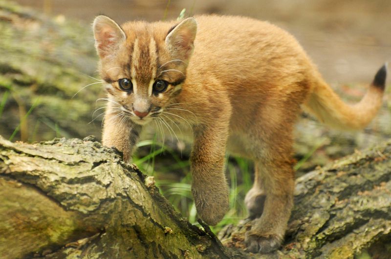 Asiatic Golden Cat