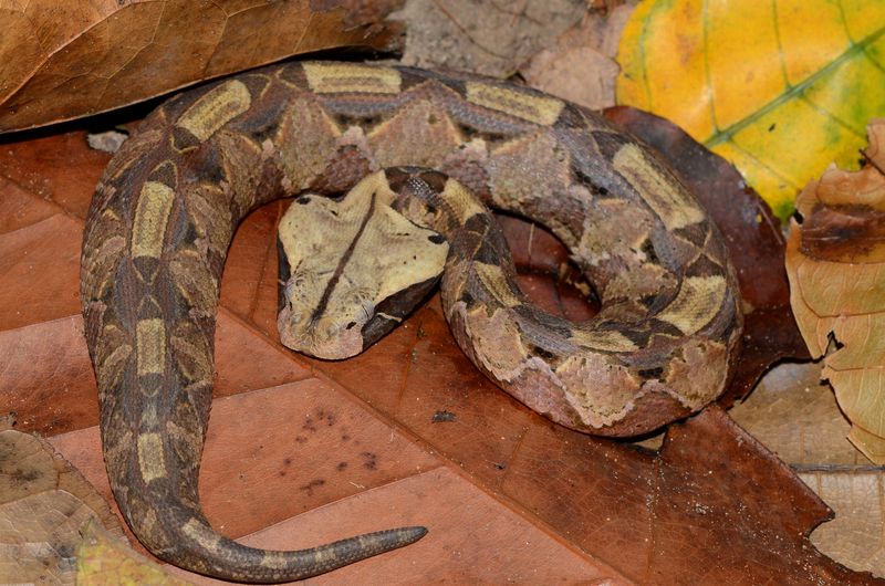 Gaboon Viper – Camouflaged And Deadly