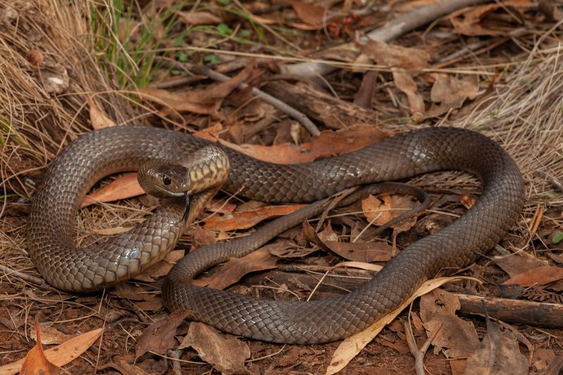 Eastern Brown Snake – The Nervous Reactor