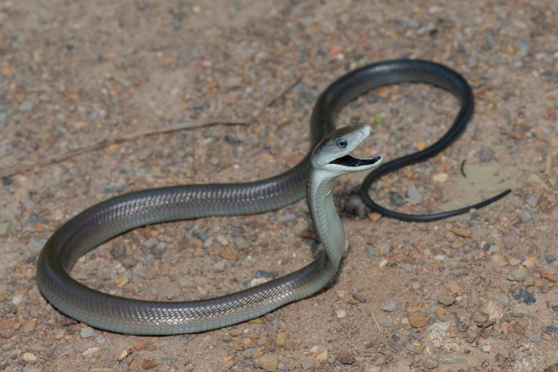 Black Mamba
