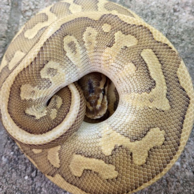 Ball Python's Protective Coil