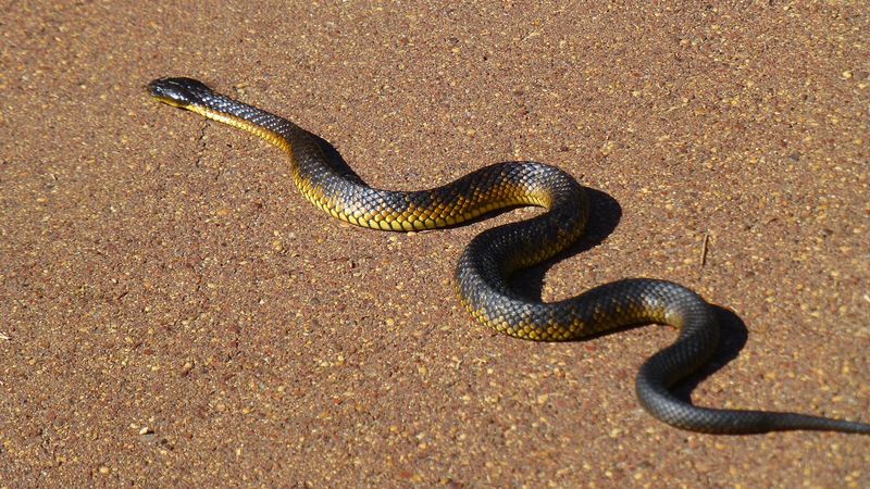 Black Tiger Snake