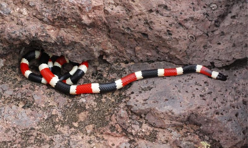 Arizona Coral Snake's Small Size Doesn't Stop It From Having One Of The Deadliest Bites