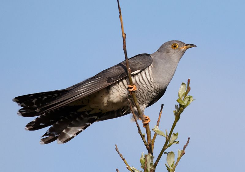 European Cuckoo
