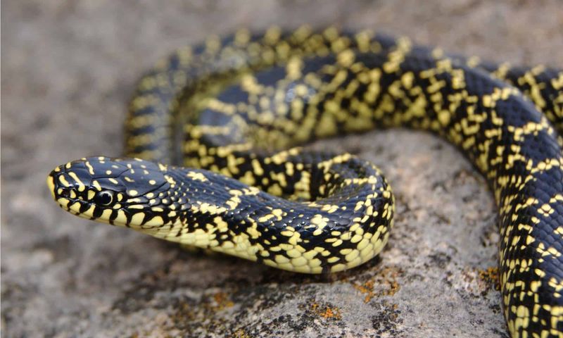 King Snake: The Commitment Artist