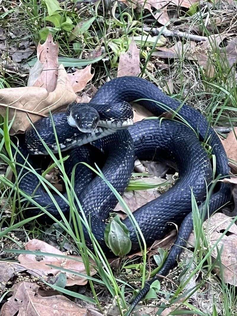 Rat Snake: The Reluctant Corpse