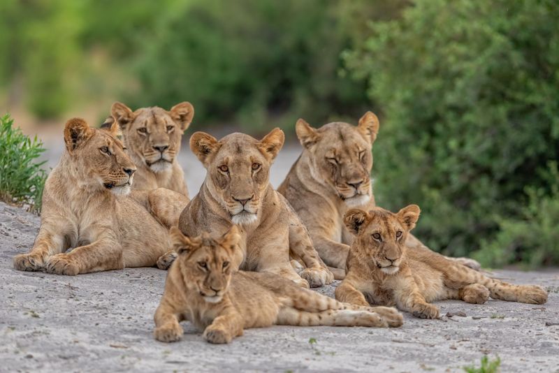 Family Pride